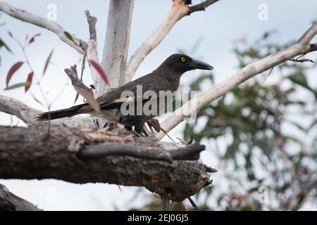 Pied currawong (Strepera graculina), Sublime Point, Blue Mountains, New South Wales, Australien. Stockfoto