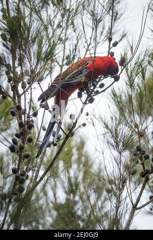 Crimson rosella (Platycercus elegans), Sublime Point, Blue Mountains, New South Wales, Australien. Stockfoto