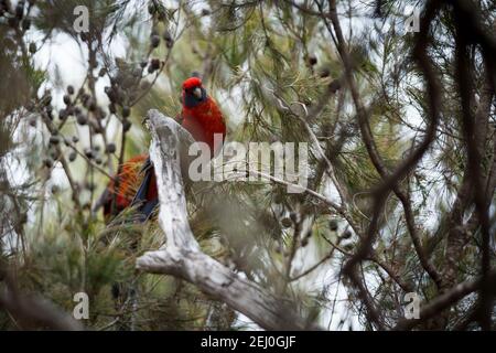 Crimson rosella (Platycercus elegans), Sublime Point, Blue Mountains, New South Wales, Australien. Stockfoto