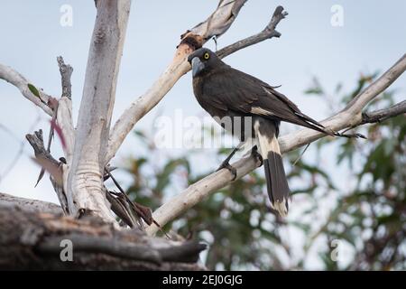 Pied currawong (Strepera graculina), Sublime Point, Blue Mountains, New South Wales, Australien. Stockfoto