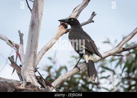 Pied currawong (Strepera graculina), Sublime Point, Blue Mountains, New South Wales, Australien. Stockfoto