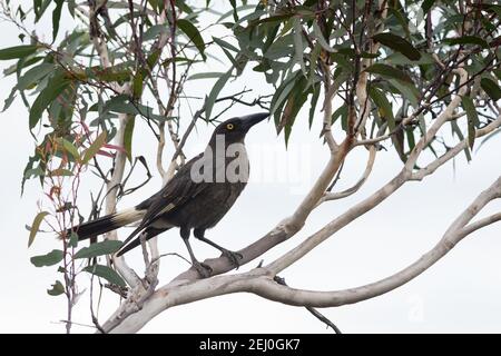 Pied currawong (Strepera graculina), Sublime Point, Blue Mountains, New South Wales, Australien. Stockfoto