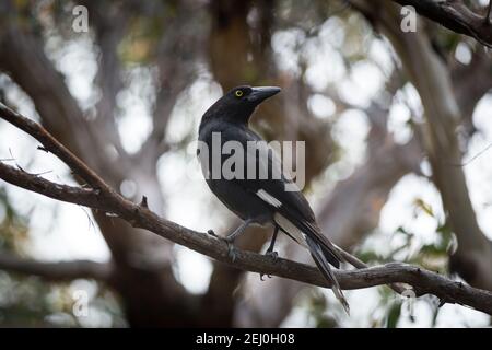 Pied currawong (Strepera graculina), Sublime Point, Blue Mountains, New South Wales, Australien. Stockfoto