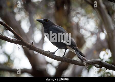 Pied currawong (Strepera graculina), Sublime Point, Blue Mountains, New South Wales, Australien. Stockfoto