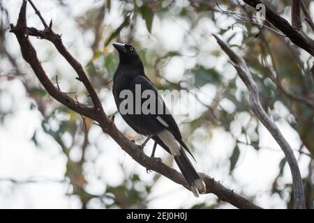 Pied currawong (Strepera graculina), Sublime Point, Blue Mountains, New South Wales, Australien. Stockfoto