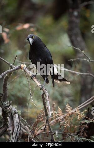 Pied currawong (Strepera graculina), Sublime Point, Blue Mountains, New South Wales, Australien. Stockfoto