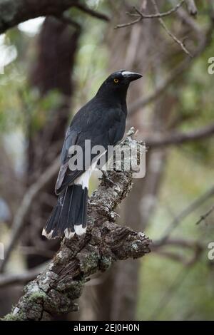 Pied currawong (Strepera graculina), Sublime Point, Blue Mountains, New South Wales, Australien. Stockfoto