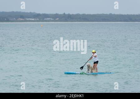 Ein Stand-up Paddlebarder mit ihrem Hund in Husksisson, New South Wales, Australien. Stockfoto