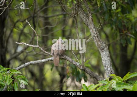 Schildkrötentaube (Streptopelia chinensis), Narooma, New South Wales, Australien. Stockfoto