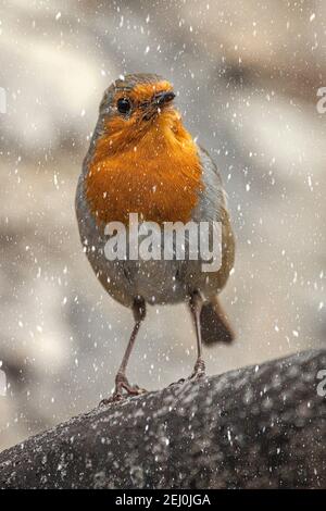 Nahaufnahme eines Rotkehlchens (Erithacus rötella) Bei Schneefall Stockfoto