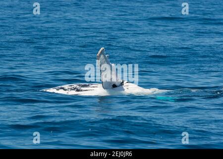 Buckelwale beobachten, Merimbula Bay, New South Wales, Australien. Stockfoto