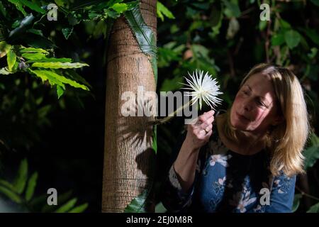 Regisseur Beverley Glover mit einem seltenen Amazonas-Kaktus namens Moonflower im Botanischen Garten der Universität Cambridge, der nach Ansicht der Botaniker zum ersten Mal in Großbritannien blüht. Experten hielten die ganze Woche über eine Nachtwache, damit sie die Blüte von Selenicereus wittii nicht vermissten - ein Ereignis, das bei Sonnenuntergang beginnt und durch Sonnenaufgang vorbei ist. Bilddatum: Samstag, 20. Februar 2021. Stockfoto