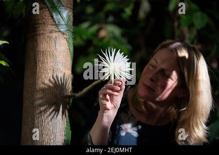 Regisseur Beverley Glover mit einem seltenen Amazonas-Kaktus namens Moonflower im Botanischen Garten der Universität Cambridge, der nach Ansicht der Botaniker zum ersten Mal in Großbritannien blüht. Experten hielten die ganze Woche über eine Nachtwache, damit sie die Blüte von Selenicereus wittii nicht vermissten - ein Ereignis, das bei Sonnenuntergang beginnt und durch Sonnenaufgang vorbei ist. Bilddatum: Samstag, 20. Februar 2021. Stockfoto