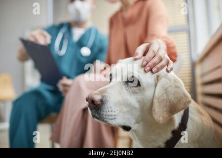 Nahaufnahme des weißen Labrador Hundes in der Tierarztklinik mit weiblicher Besitzerin, die ihn streicheln, Kopierraum Stockfoto