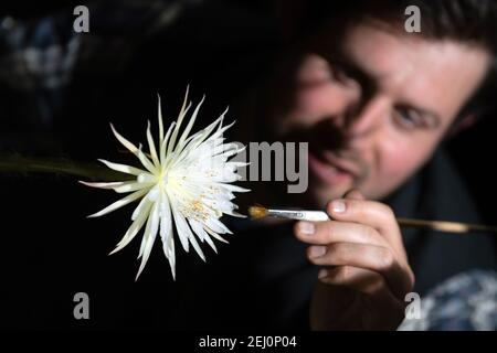 Alex Summers, Leiter des Gewächshauses, mit einem seltenen Amazonas-Kaktus namens Moonflower im Botanischen Garten der Universität Cambridge, der nach Ansicht der Botaniker zum ersten Mal in Großbritannien blüht. Experten hielten die ganze Woche über eine Nachtwache, damit sie die Blüte von Selenicereus wittii nicht vermissten - ein Ereignis, das bei Sonnenuntergang beginnt und durch Sonnenaufgang vorbei ist. Bilddatum: Samstag, 20. Februar 2021. Stockfoto