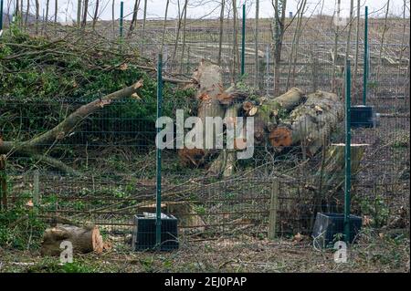 Aylesbury, Buckinghamshire, Großbritannien. 20th. Februar 2021. Ein von HS2 Ltd fällter Baum ist außerhalb des Sicherheitszauns von HS2 in bemerkenswerter Nähe der nahe gelegenen Eisenbahnlinie gefallen. HS2 waren nicht in der Lage, eine Kopie der Natural England Lizenz, die sie haben müssen, damit diese Arbeit stattfinden, wie Fledermauswurzeln werden geglaubt, um in den Wäldern vorhanden sein. HS2 Sicherheitskräfte bewachen den Wald 24/7 und benutzen auch bösartige Hunde, um ihr nahegelegenes Gelände zu bewachen. Die High Speed 2 Eisenbahnverbindung von London nach Birmingham ist eine riesige Narbe über die Chilterns, ein Gebiet von herausragendem Natura Stockfoto