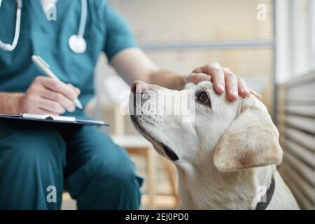 Nahaufnahme eines weißen Labrador-Hundes in der Tierarztklinik mit männlichem Tierarzt, der seinen Kopf streichelte, Kopierraum Stockfoto