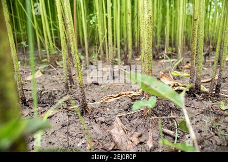 Golden Fiber Jute Land. Es ist die qualitativ hochwertigste Jute in Bangladesch. Nahaufnahme auf hoher Ebene. Stockfoto