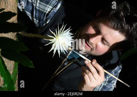 Alex Summers, Leiter des Gewächshauses, mit einem seltenen Amazonas-Kaktus namens Moonflower im Botanischen Garten der Universität Cambridge, der nach Ansicht der Botaniker zum ersten Mal in Großbritannien blüht. Experten hielten die ganze Woche über eine Nachtwache, damit sie die Blüte von Selenicereus wittii nicht vermissten - ein Ereignis, das bei Sonnenuntergang beginnt und durch Sonnenaufgang vorbei ist. Bilddatum: Samstag, 20. Februar 2021. Stockfoto