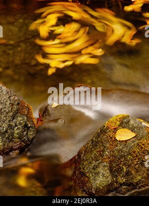 Autumn leaves turning in a circle in a river Stockfoto