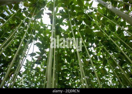 Riesige Jutefelder. Jute-Reihen. Als ob man versucht, den Himmel zu berühren. Jute Field von Bangladesch. In diesem Land wird Jute Goldfaser genannt. Stockfoto