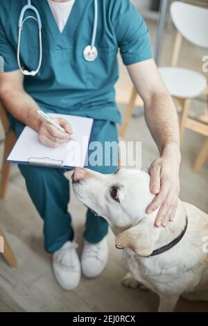 High-Angle-Ansicht auf weißen Labrador Hund in der Tierarztklinik mit männlichen Tierarzt streichelte seinen Kopf, Kopierraum Stockfoto