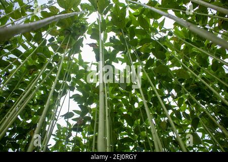 Riesige Jutefelder. Jute-Reihen. Als ob man versucht, den Himmel zu berühren. Jute Field von Bangladesch. In diesem Land wird Jute Goldfaser genannt. Stockfoto