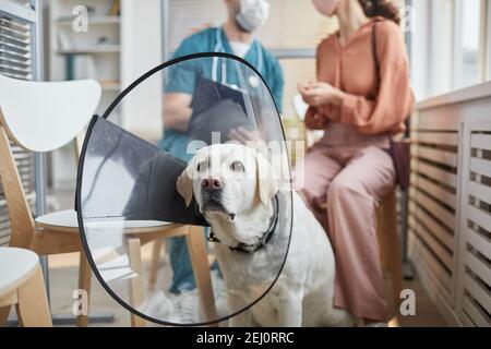 Portrait von weißem Labrador Hund trägt Schutzkragen, während im Warteraum in der Tierarztklinik sitzen, kopieren Raum Stockfoto