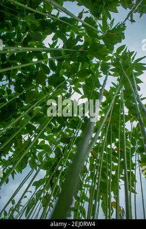 Riesige Jutefelder. Jute-Reihen. Als ob man versucht, den Himmel zu berühren. Jute Field von Bangladesch. In diesem Land wird Jute Goldfaser genannt. Stockfoto