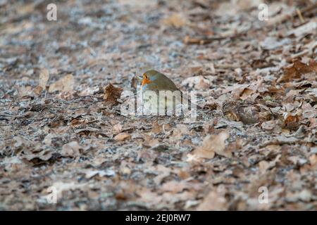 Nahaufnahme eines europäischen Robin-Vogels auf einem sitzend Gefrorener Boden Stockfoto