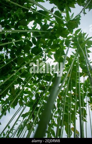 Riesige Jutefelder. Jute-Reihen. Als ob man versucht, den Himmel zu berühren. Jute Field von Bangladesch. In diesem Land wird Jute Goldfaser genannt. Stockfoto