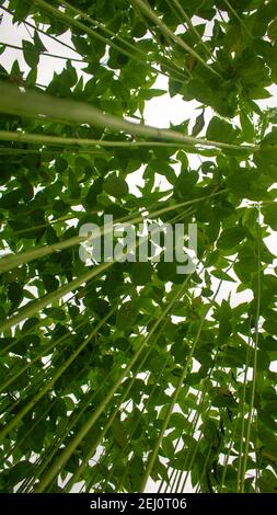 Riesige Jutefelder. Jute-Reihen. Als ob man versucht, den Himmel zu berühren. Jute Field von Bangladesch. In diesem Land wird Jute Goldfaser genannt. Stockfoto