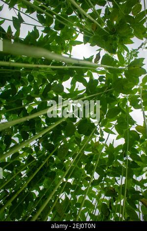 Riesige Jutefelder. Jute-Reihen. Als ob man versucht, den Himmel zu berühren. Jute Field von Bangladesch. In diesem Land wird Jute Goldfaser genannt. Stockfoto