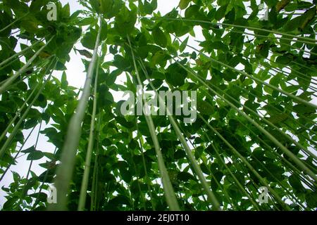 Riesige Jutefelder. Jute-Reihen. Als ob man versucht, den Himmel zu berühren. Jute Field von Bangladesch. In diesem Land wird Jute Goldfaser genannt. Stockfoto