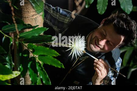 Alex Summers, Leiter des Gewächshauses, mit einem seltenen Amazonas-Kaktus namens Moonflower im Botanischen Garten der Universität Cambridge, der nach Ansicht der Botaniker zum ersten Mal in Großbritannien blüht. Experten hielten die ganze Woche über eine Nachtwache, damit sie die Blüte von Selenicereus wittii nicht vermissten - ein Ereignis, das bei Sonnenuntergang beginnt und durch Sonnenaufgang vorbei ist. Bilddatum: Samstag, 20. Februar 2021. Stockfoto