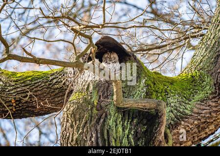 Eine kleine Waldkauz, Strix aluco, sitzt auf der Spitze einer Eiche mit braun und grün Rinde versteckt unter einem Dach. Sonniger Wintertag mit blauem Himmel. Stockfoto