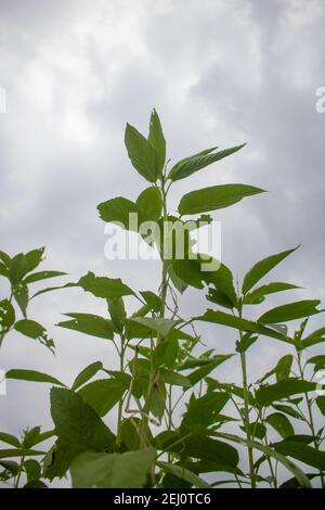 Riesige Jutefelder. Jute-Reihen. Als ob man versucht, den Himmel zu berühren. Jute Field von Bangladesch. In diesem Land wird Jute Goldfaser genannt. Stockfoto