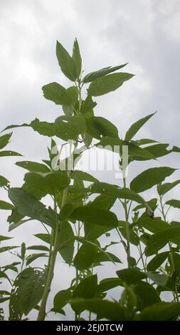 Riesige Jutefelder. Jute-Reihen. Als ob man versucht, den Himmel zu berühren. Jute Field von Bangladesch. In diesem Land wird Jute Goldfaser genannt. Stockfoto