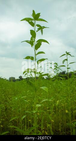 Riesige Jutefelder. Jute-Reihen. Als ob man versucht, den Himmel zu berühren. Jute Field von Bangladesch. In diesem Land wird Jute Goldfaser genannt. Stockfoto