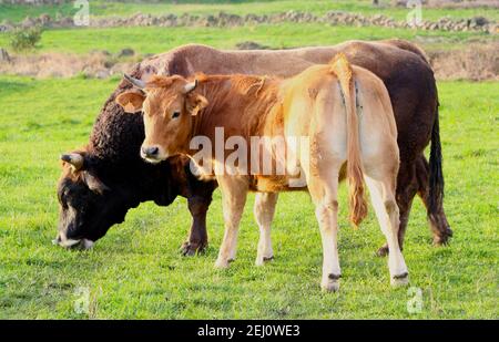 Zwei Bullen Bos taurus, die in der frühen Morgensonne in einem grünen Grasfeld füttern, Santander Cantabria Spanien Stockfoto