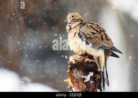 Nahaufnahme eines Trauertaubenportraits bei Winterschnee Stockfoto