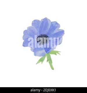 Zarte Aquarell blaue Anemone Blume auf dem weißen Hintergrund, einfache handgezeichnete Muster Stockfoto