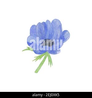 Zarte Aquarell blaue Anemone Blume auf dem weißen Hintergrund, einfache handgezeichnete Muster Stockfoto