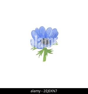 Zarte Aquarell blaue Anemone Blume auf dem weißen Hintergrund, einfache handgezeichnete Muster Stockfoto