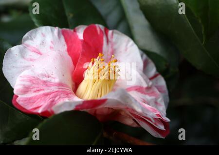 Camellia japonica ‘Tricolor’ Tricolor Kamelie – weiße Blüten mit starken unregelmäßigen rosa und roten Streifen, Februar, England, Großbritannien Stockfoto