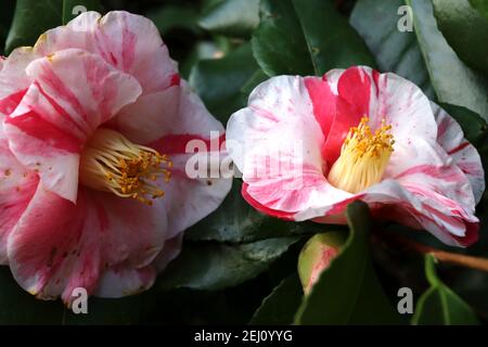 Camellia japonica ‘Tricolor’ Tricolor Kamelie – weiße Blüten mit starken unregelmäßigen rosa und roten Streifen, Februar, England, Großbritannien Stockfoto