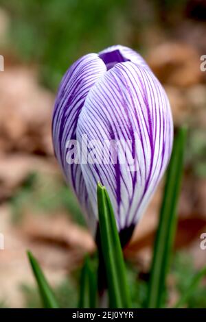 Crocus vernus ‘Pickwick’ Pickwick-Krokus – weiße Blüten mit violetten Adern, Februar, England, Großbritannien Stockfoto