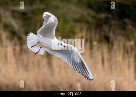 Möwen fliegen um einen See in Großbritannien Stockfoto