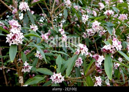 Daphne odora kleine Gruppen von stark duftenden weißen blassrosa Blüten, Februar, England, Großbritannien Stockfoto