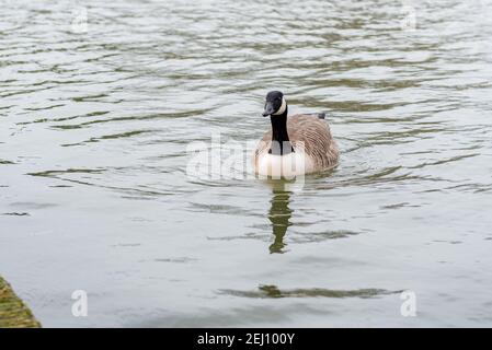 Barnacle Goose in einem britischen See Stockfoto